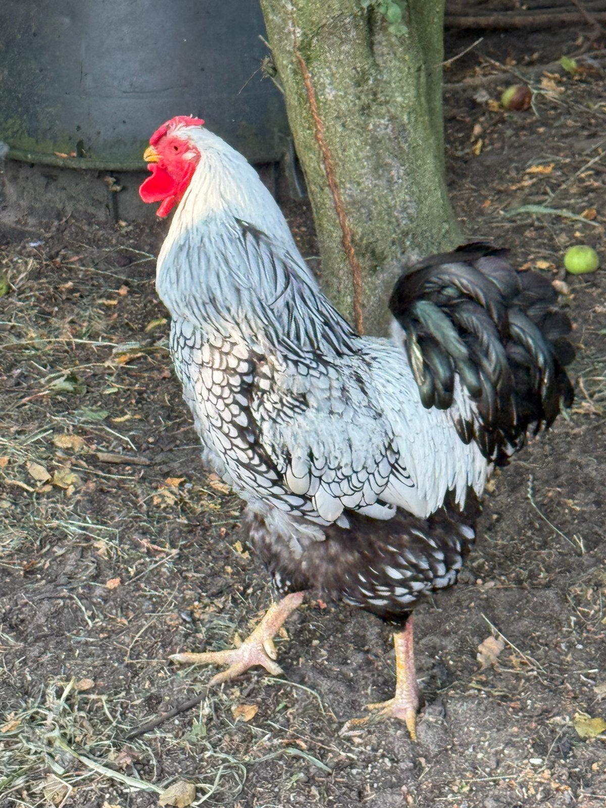 Gratis grote mooie haan, Dieren en Toebehoren, Pluimvee, Mannelijk, Kip