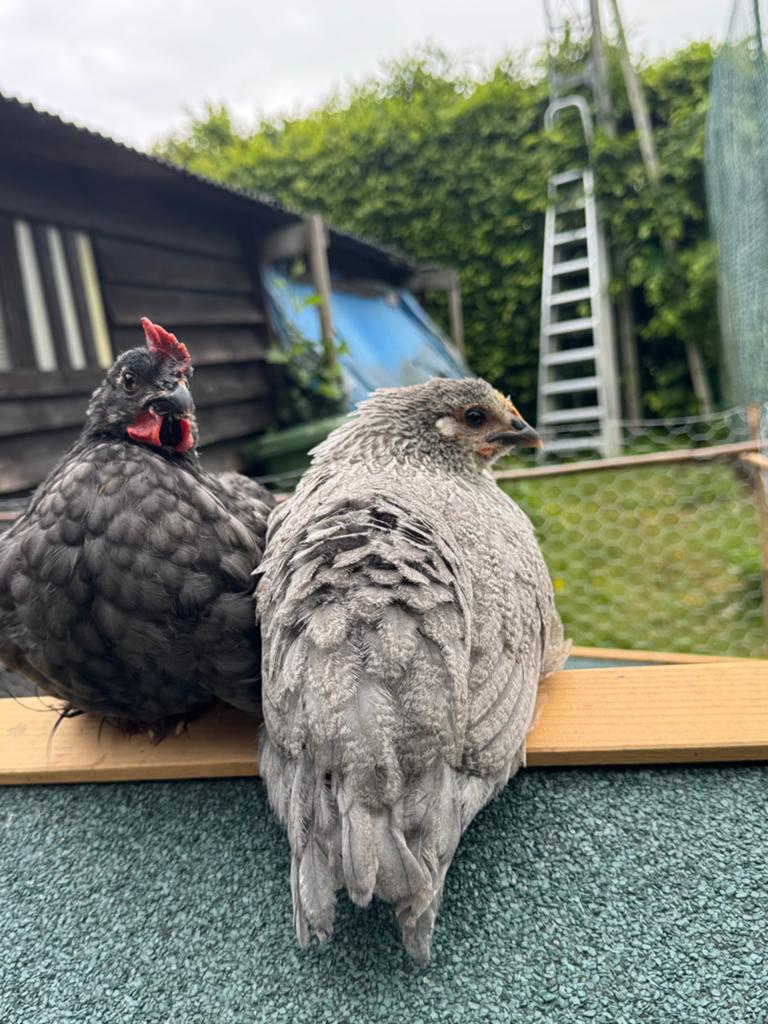 Ik zoek 2 jonhe kippen hennetjes van 2 maanden oud, Dieren en Toebehoren, Vrouwelijk, Kip