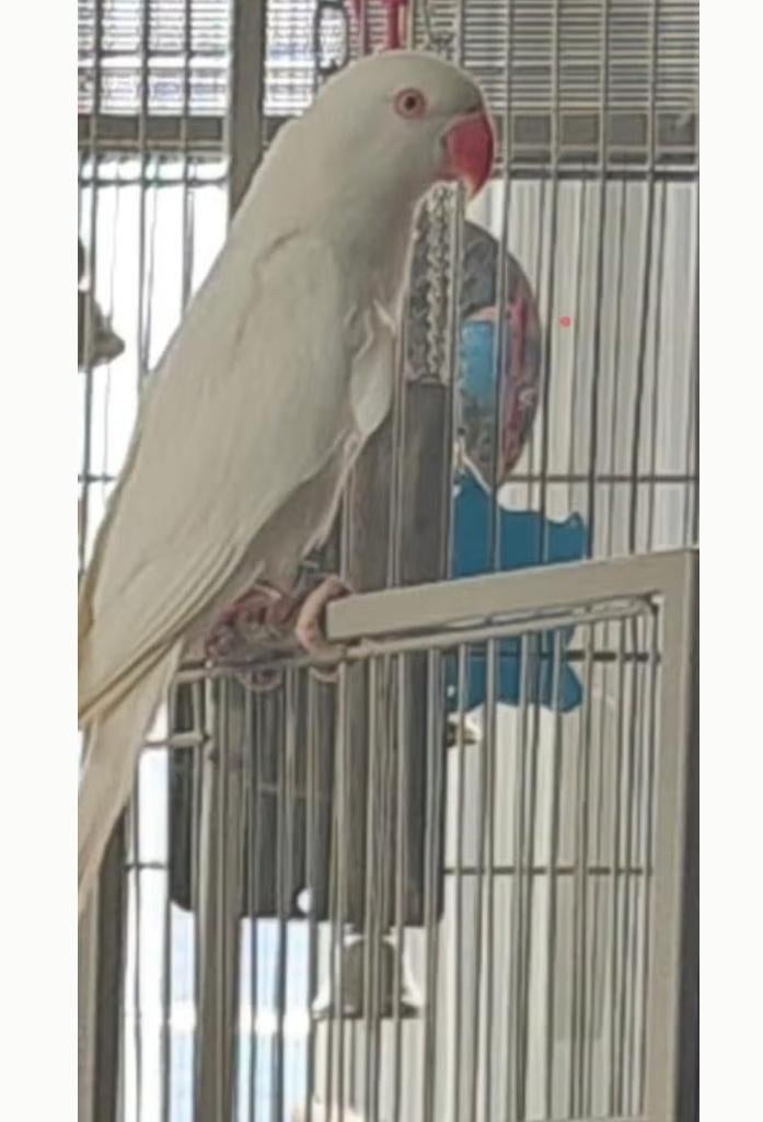 Halsbandparkiet Albino, Dieren en Toebehoren, Vrouwelijk, Parkiet, Geringd