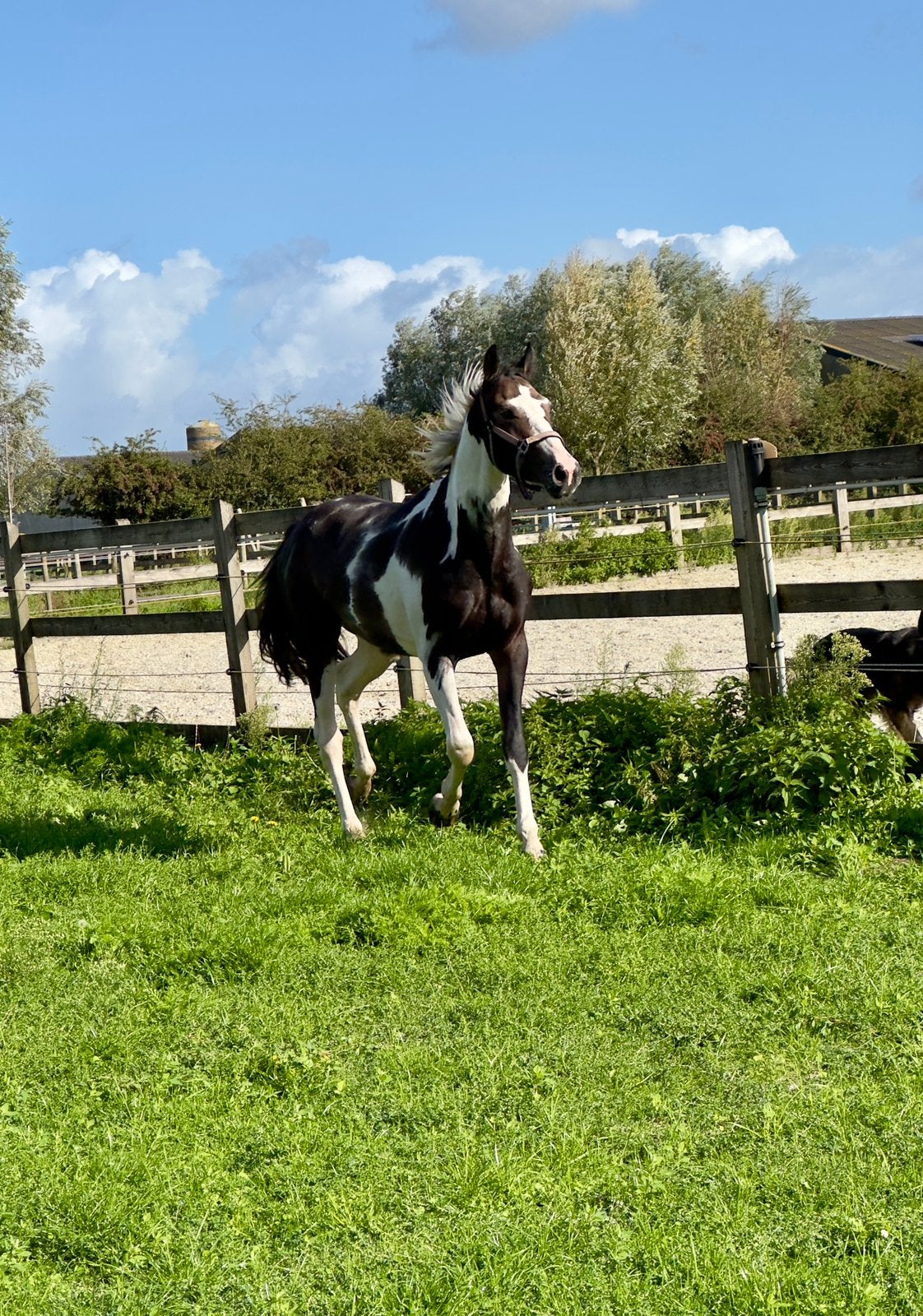 Bonte hengst, Springpaard, Minder dan 160 cm, Met stamboom, Hengst