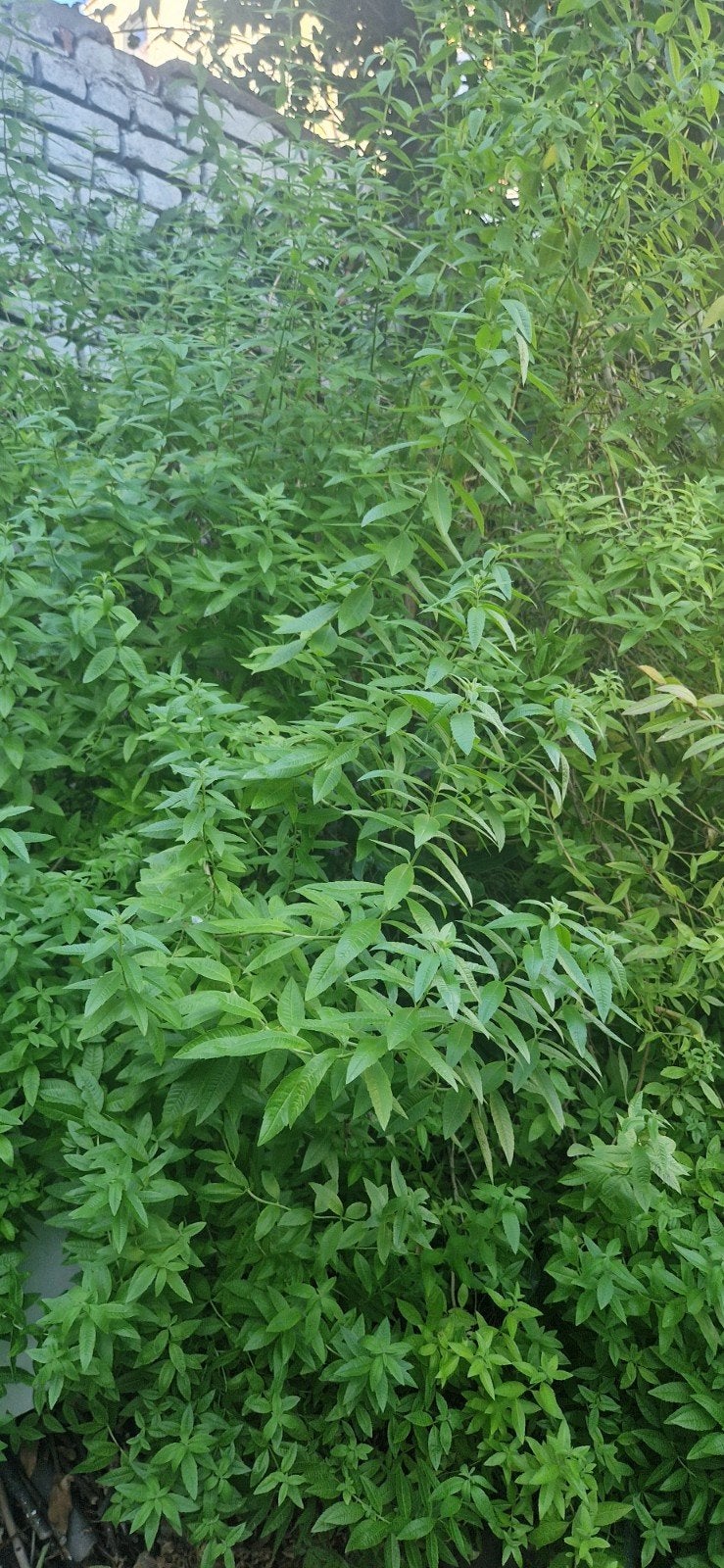 Verveine citronee, Enlèvement
