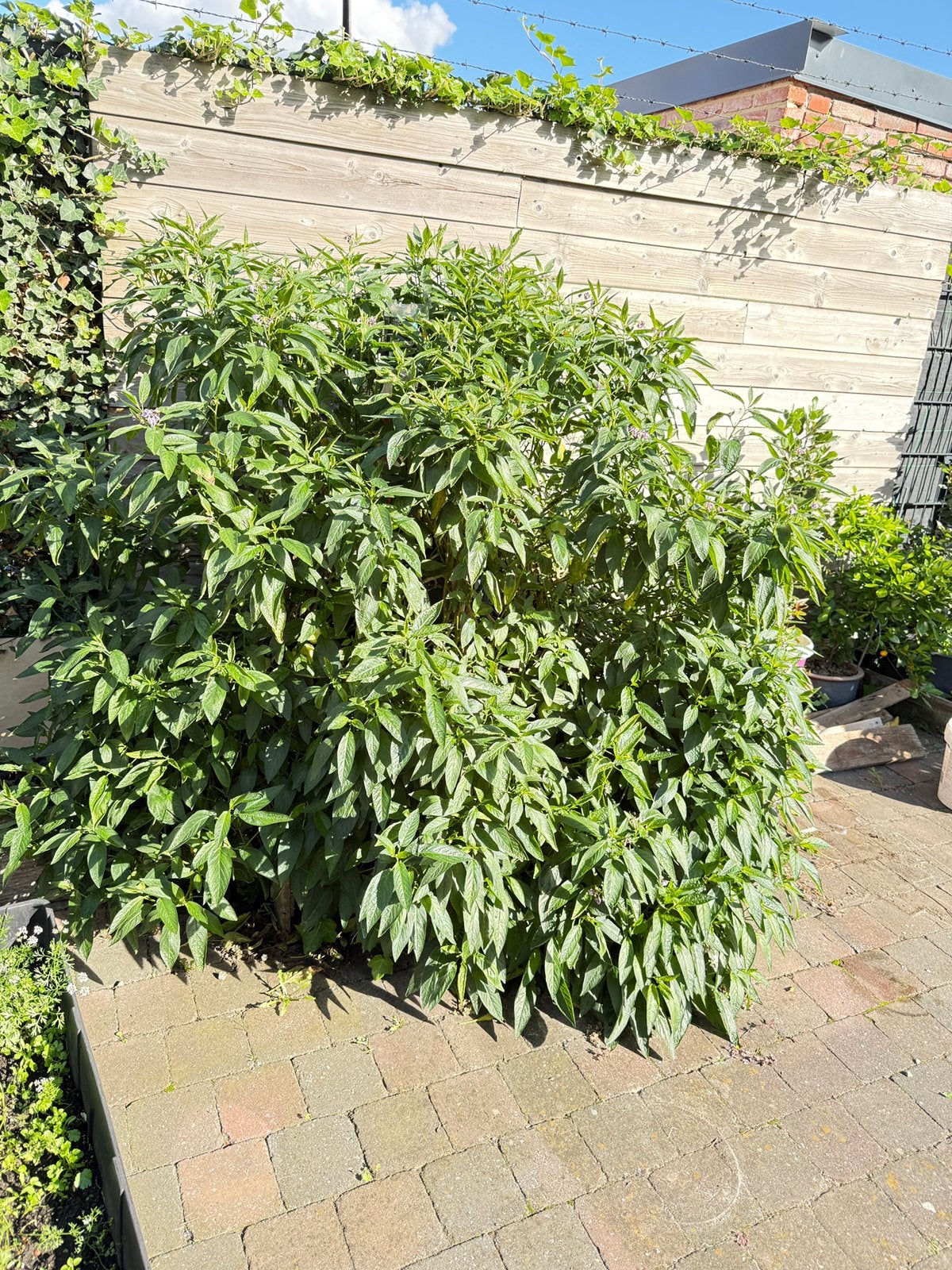 Pepino ( meloenpeer ), Ophalen, Overige soorten, Volle zon, In pot