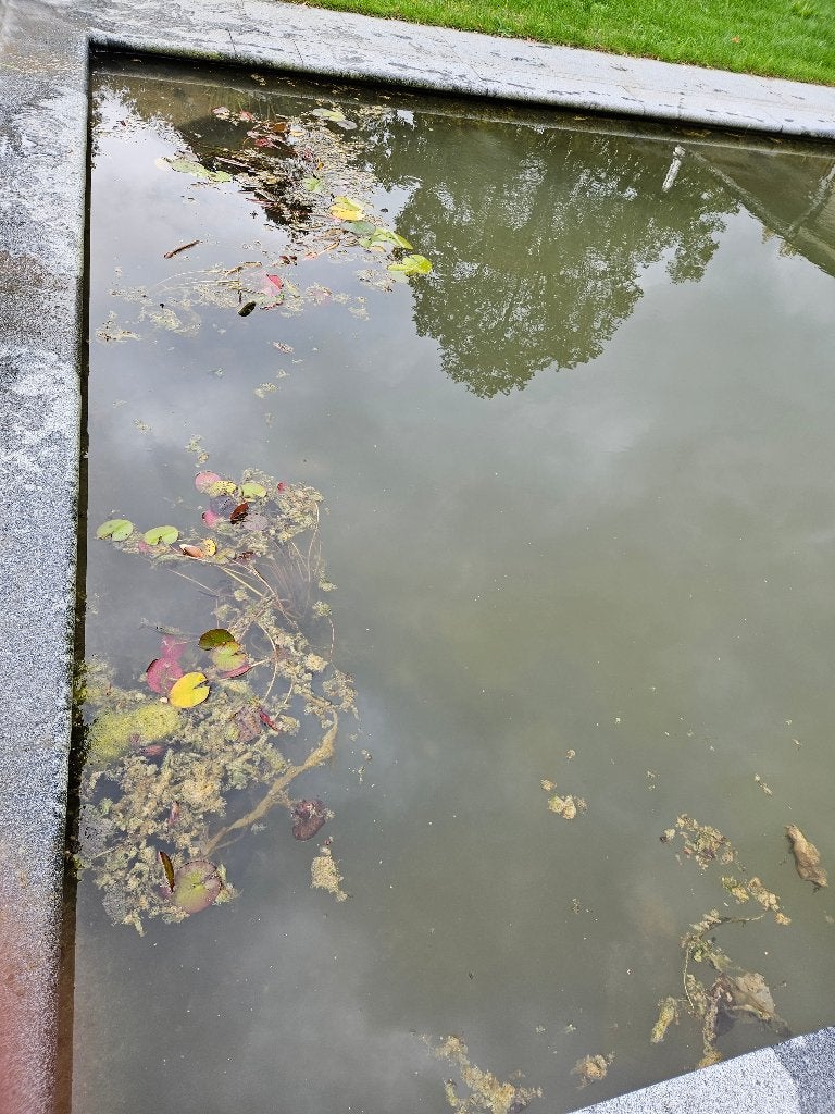 Waterlelie's in manden - gratis, Ophalen