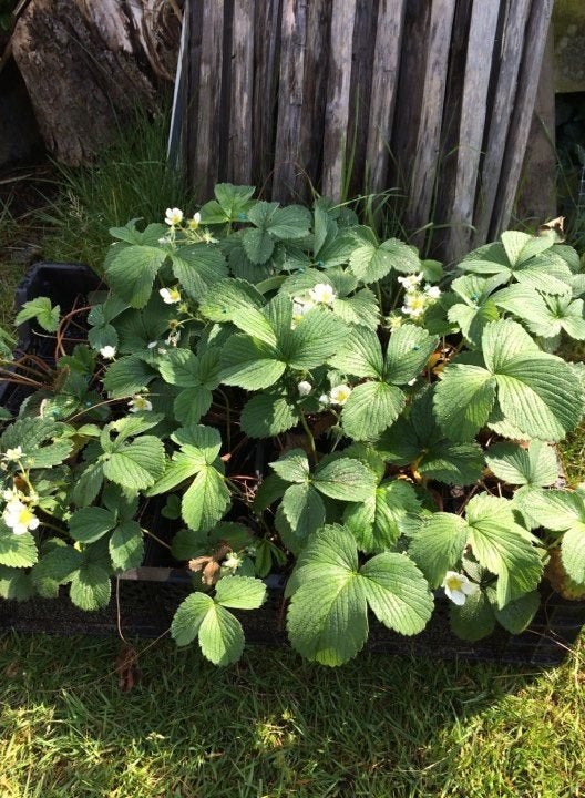 aardbei plantjes, Ophalen, In pot