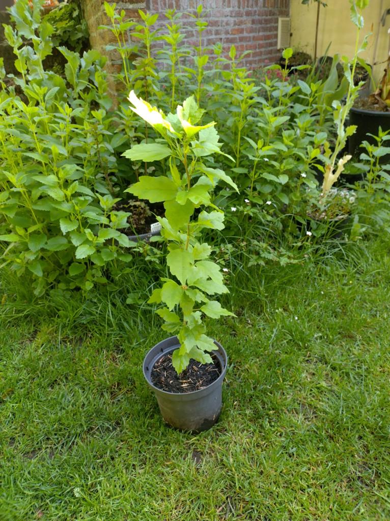 Hibiscus syriacus, Enlèvement
