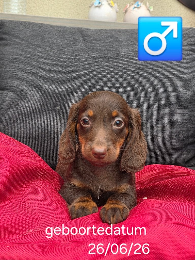 mooie langhaar teckel pups, Dieren en Toebehoren, Honden | Teckels en Dashonden, België, Reu, CDV (hondenziekte), 8 tot 15 weken