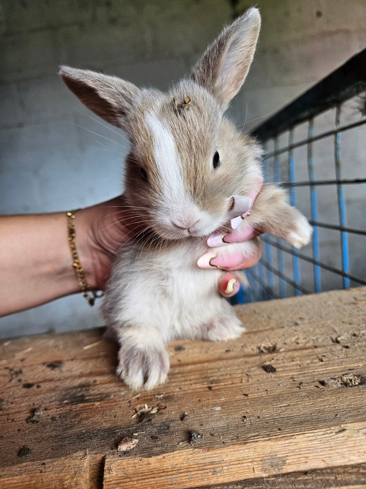 Konijntjes 3 weken oud, Dieren en Toebehoren, Konijnen, Geslacht onbekend, 0 tot 2 jaar