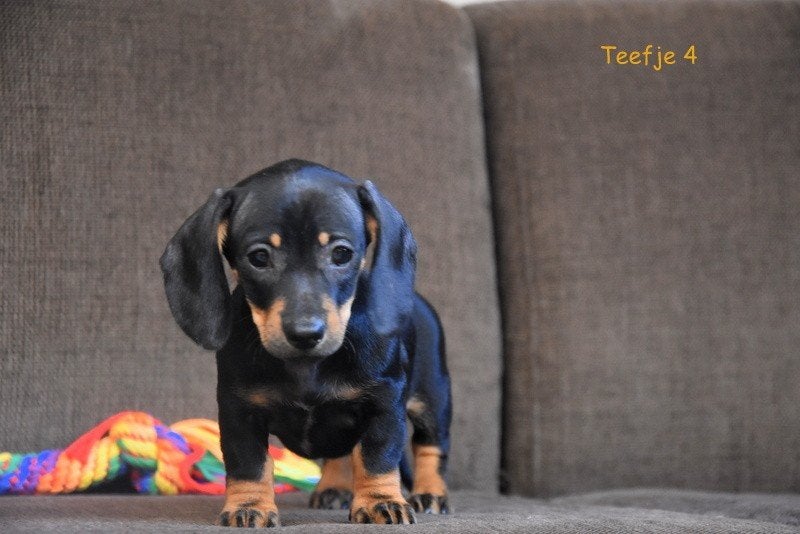 Prachtige Black and Tan Dwergteckel pupjes, Dieren en Toebehoren, Honden | Teckels en Dashonden, Teef, Korthaar, Dwerg, Fokker | Professioneel