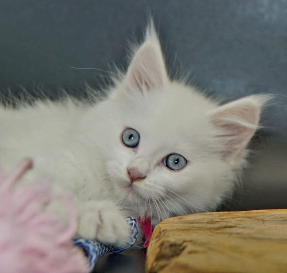 Maine Coon Kittens, Animaux & Accessoires, Plusieurs animaux, Avec puce électronique, 0 à 2 ans