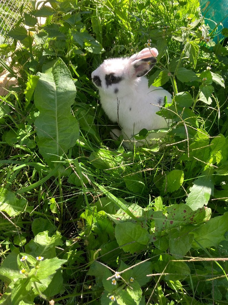 Konijn, Dieren en Toebehoren, Vrouwelijk, Dwerg, 0 tot 2 jaar