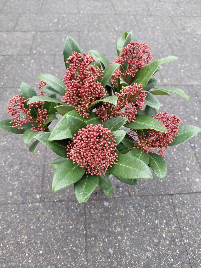 Skimmia Rubella, Tuin en Terras, Ophalen, Halfschaduw