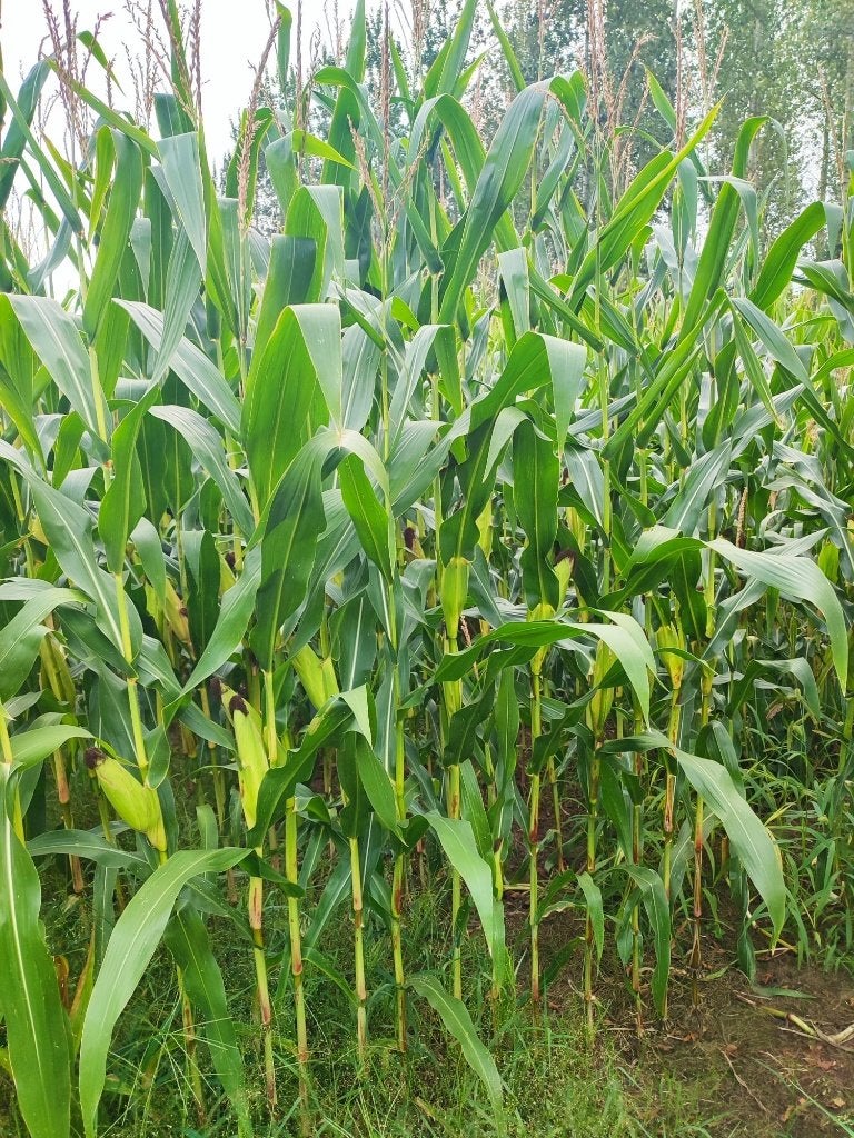 Mais te koop, Zakelijke goederen, Landbouw | Veevoer, Ophalen