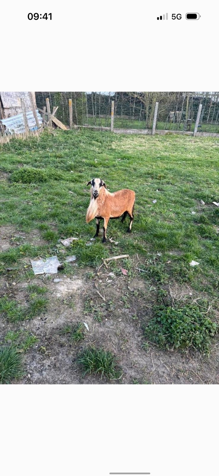 Kameroen schapen, Dieren en Toebehoren
