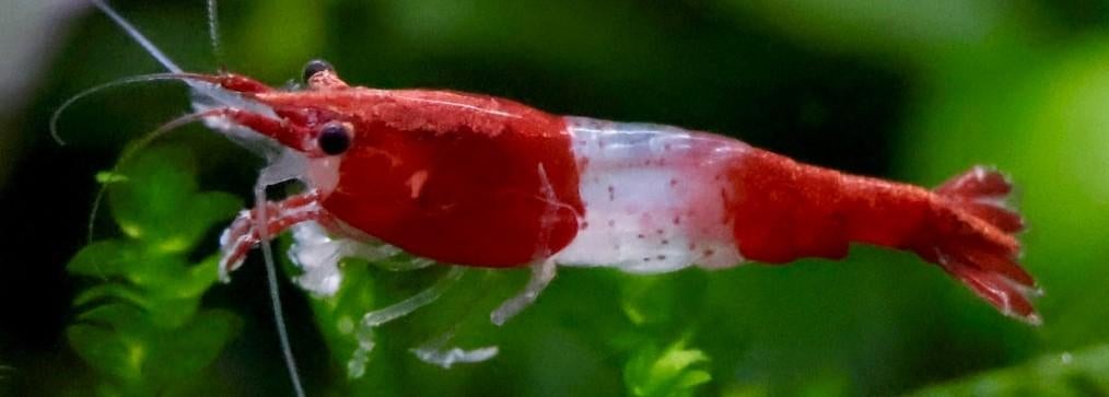 Red rili garnalen