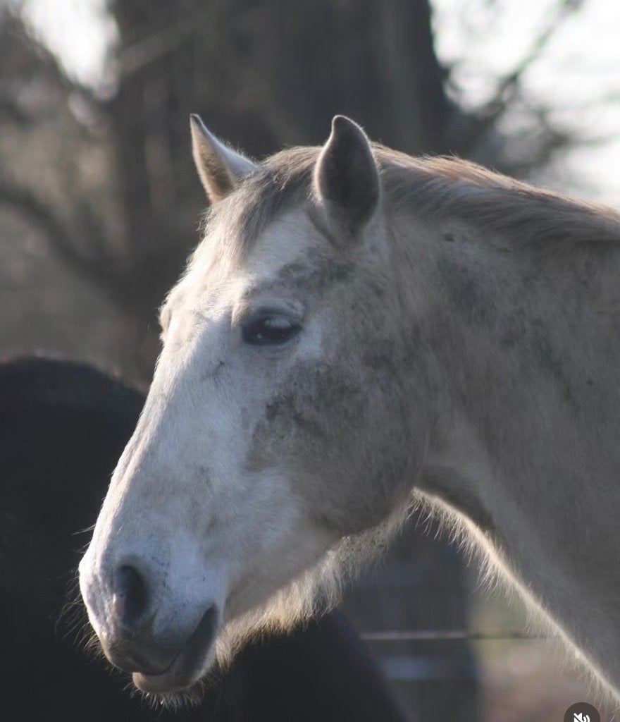 6 jarige spaanse ruin, Dieren en Toebehoren, Minder dan 160 cm, Met stamboom, Ruin, 3 tot 6 jaar
