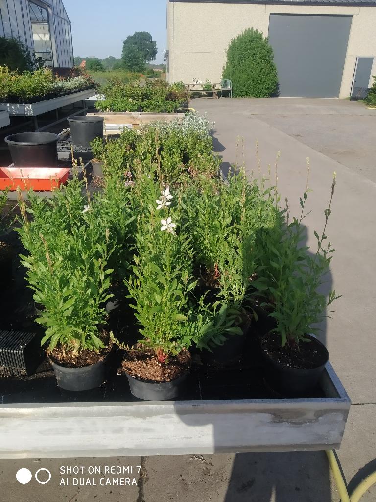 Gaura prachtkaars, Tuin en Terras, Planten | Tuinplanten, Volle zon, Vaste plant, Zomer, Ophalen