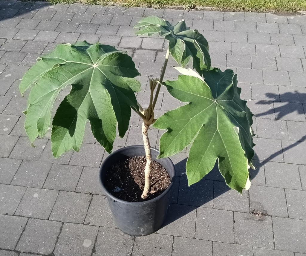 Tetrapanax, Tuin en Terras, Planten | Tuinplanten, Ophalen, Vaste plant, Halfschaduw