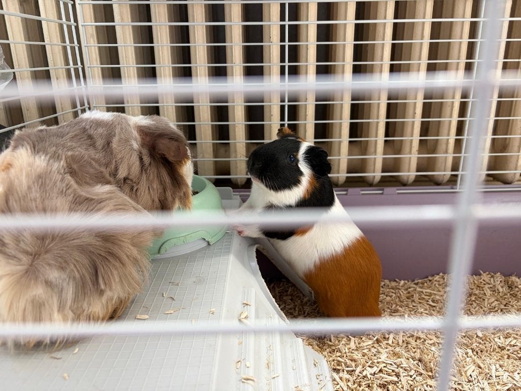 Cochons d’inde, Dieren en Toebehoren, Knaagdieren, Januari, Mannelijk, Cavia