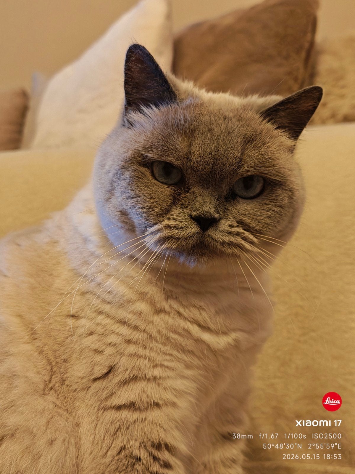 Britse korthaar, Animaux & Accessoires, Chats & Chatons | Chats de race | Poil ras, Chatte ou Chat, Avec pedigree, 3 à 5 ans
