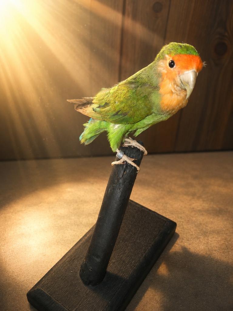 Mooie opgezette mini papegaai taxidermie, Verzamelen, Dierenverzamelingen, Ophalen of Verzenden, Zo goed als nieuw, Vogel, Opgezet dier