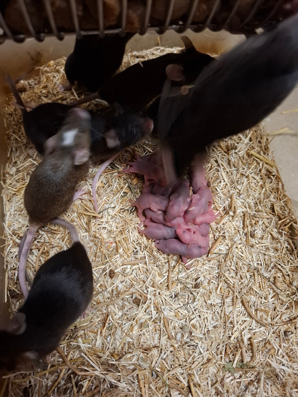 muizen, Dieren en Toebehoren, Juli, Meerdere dieren, Muis