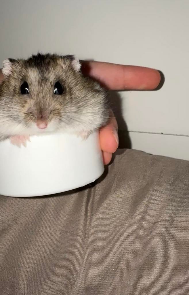 Russische dwerghamster, Dieren en Toebehoren, Hamster, December, Vrouwelijk, Tam