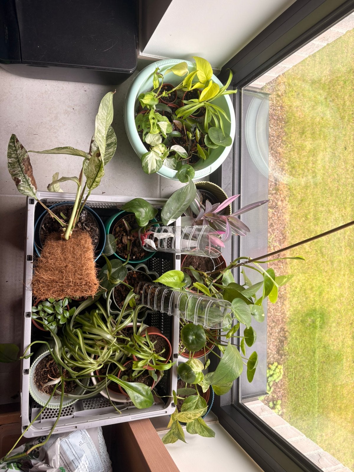 Kamerplanten bundel zonder potten, Maison & Meubles, Autres espèces, Moins de 100 cm, Enlèvement, Plante verte