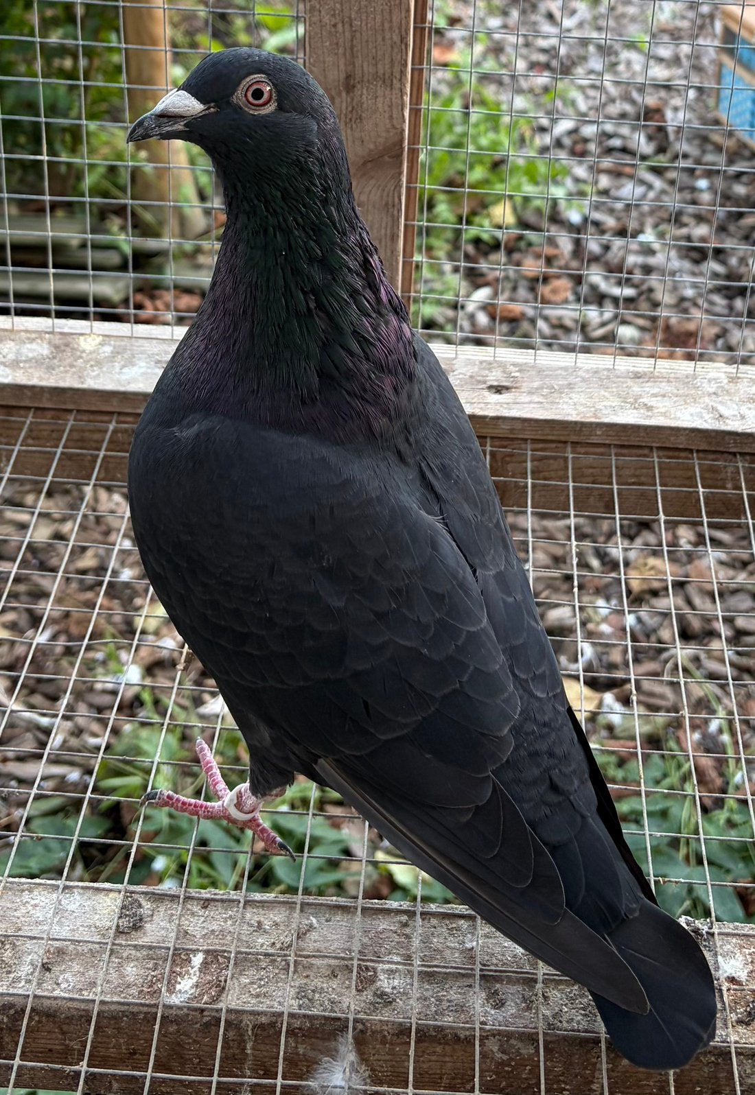 Jonge doffer 2026 (m2452712553) — Vogels | Duiven — 2dehands