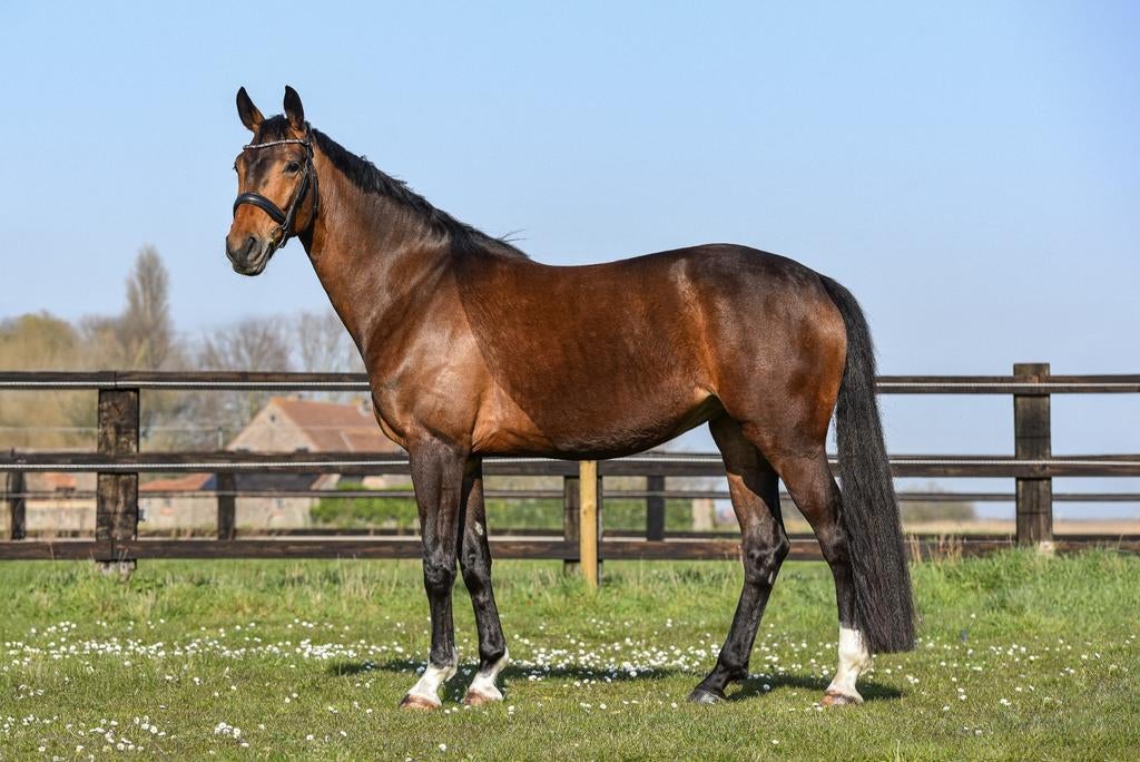 Talentvolle 4-jarige KWPN dressuurmerrie | Lantanas xRonaldo, Dieren en Toebehoren, Merrie, Dressuurpaard, 3 tot 6 jaar, 165 tot 170 cm