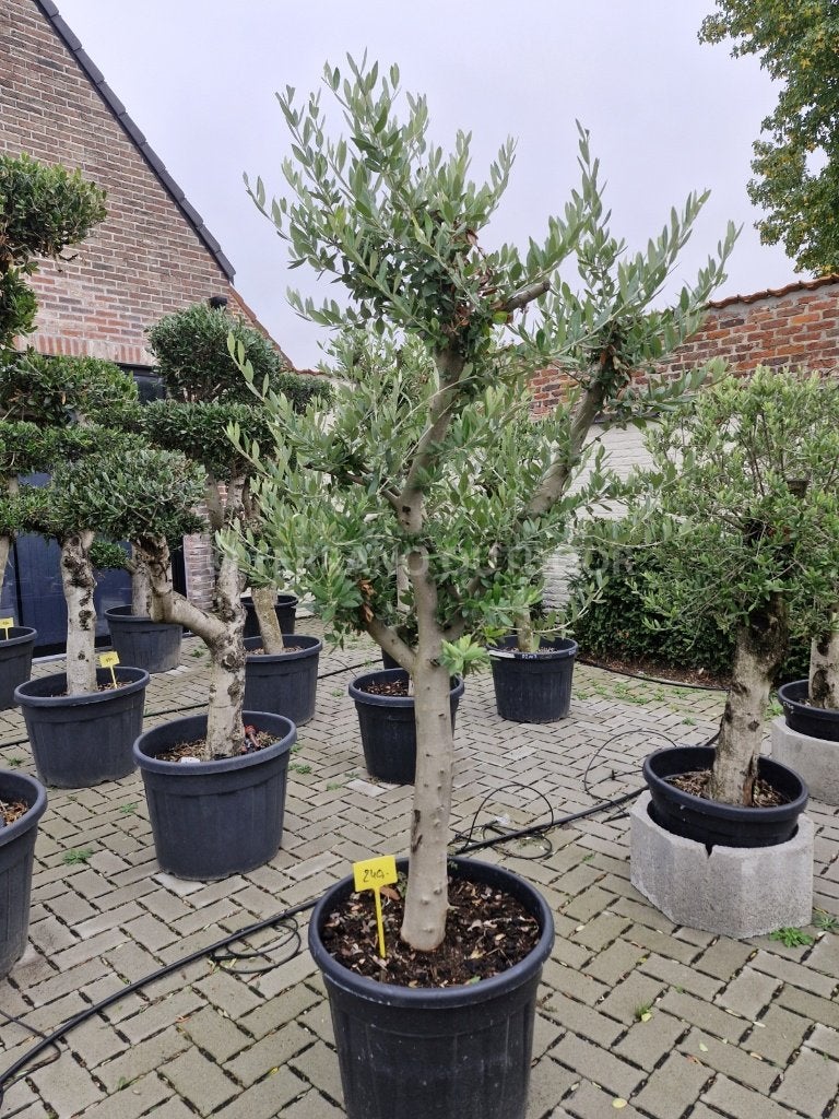 Olijfboom Arbequina ramificada – vertakte kroon – 160-200 cm, Lente, 100 tot 250 cm, Olijfboom, Ophalen