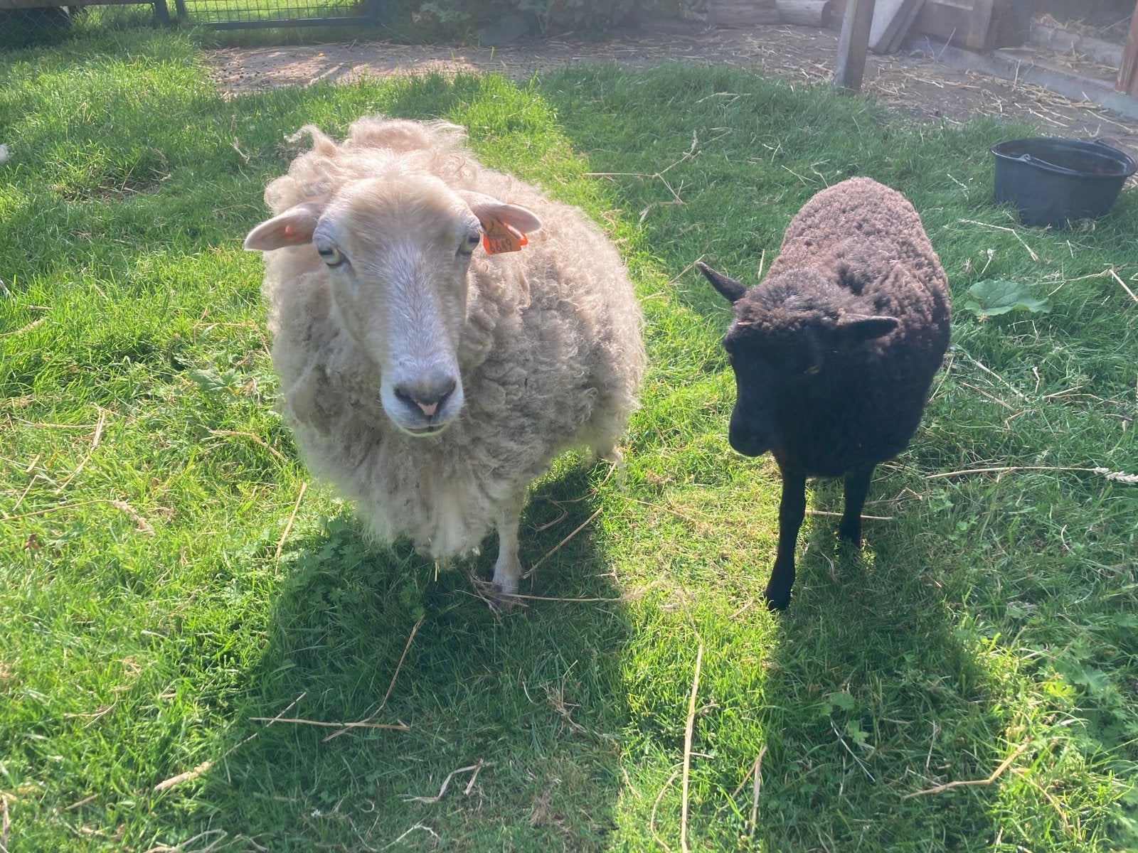 2 Quessant-schaapjes: moeder + lam, Dieren en Toebehoren, Schapen, Geiten en Varkens, Schaap, Vrouwelijk, 0 tot 2 jaar