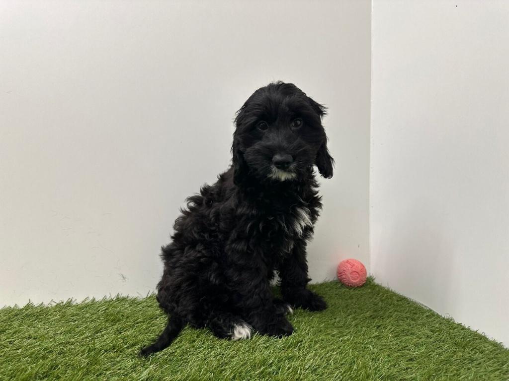 Chiots adolescents Cockapoo, Animaux & Accessoires, 15 semaines à 1 an, Hépatite contagieuse (maladie de Rubarth), Éleveur | Professionnel