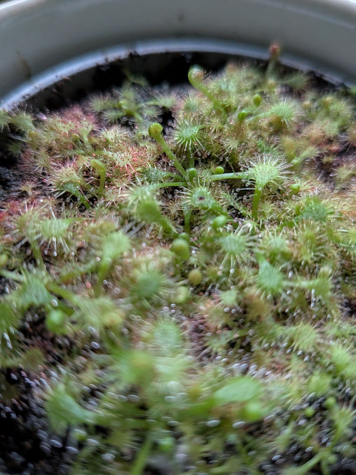 Dorsera vleesetende plant, Ophalen