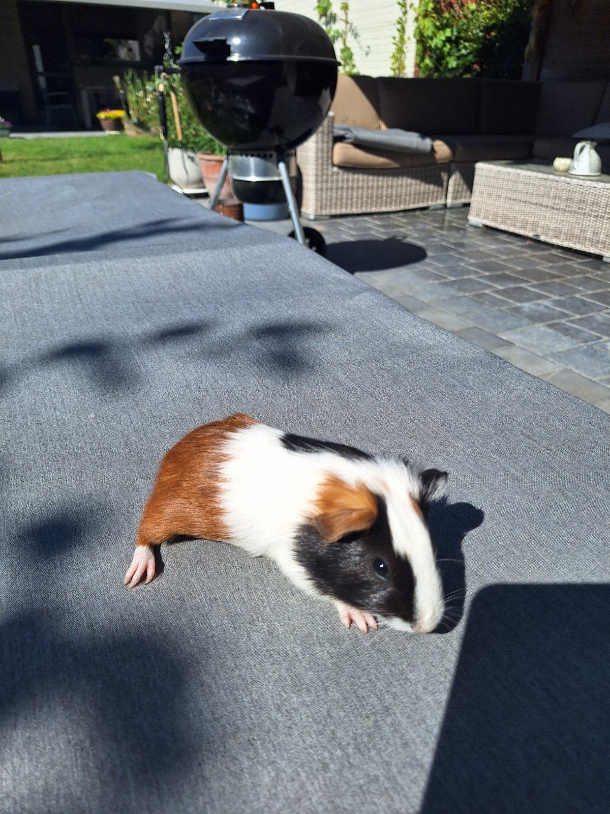 Mooie tricolor cavia beertjes, Dieren en Toebehoren, Knaagdieren, Juni, Mannelijk, Cavia