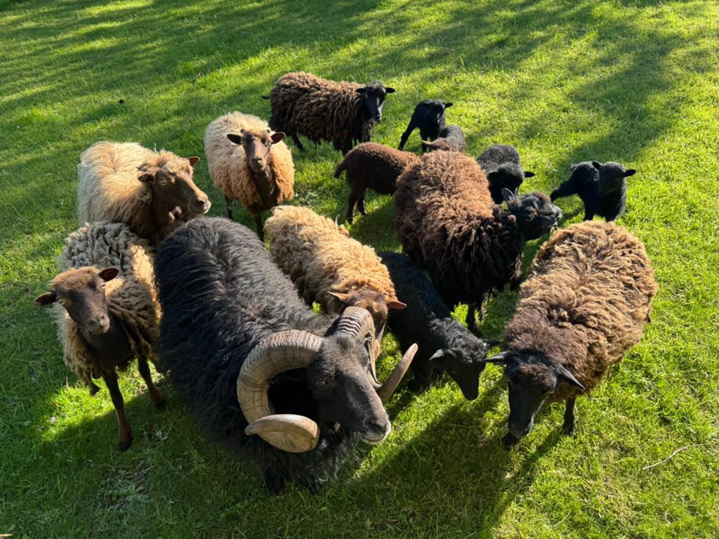Ouessant schapen, Dieren en Toebehoren, Meerdere dieren, Schaap