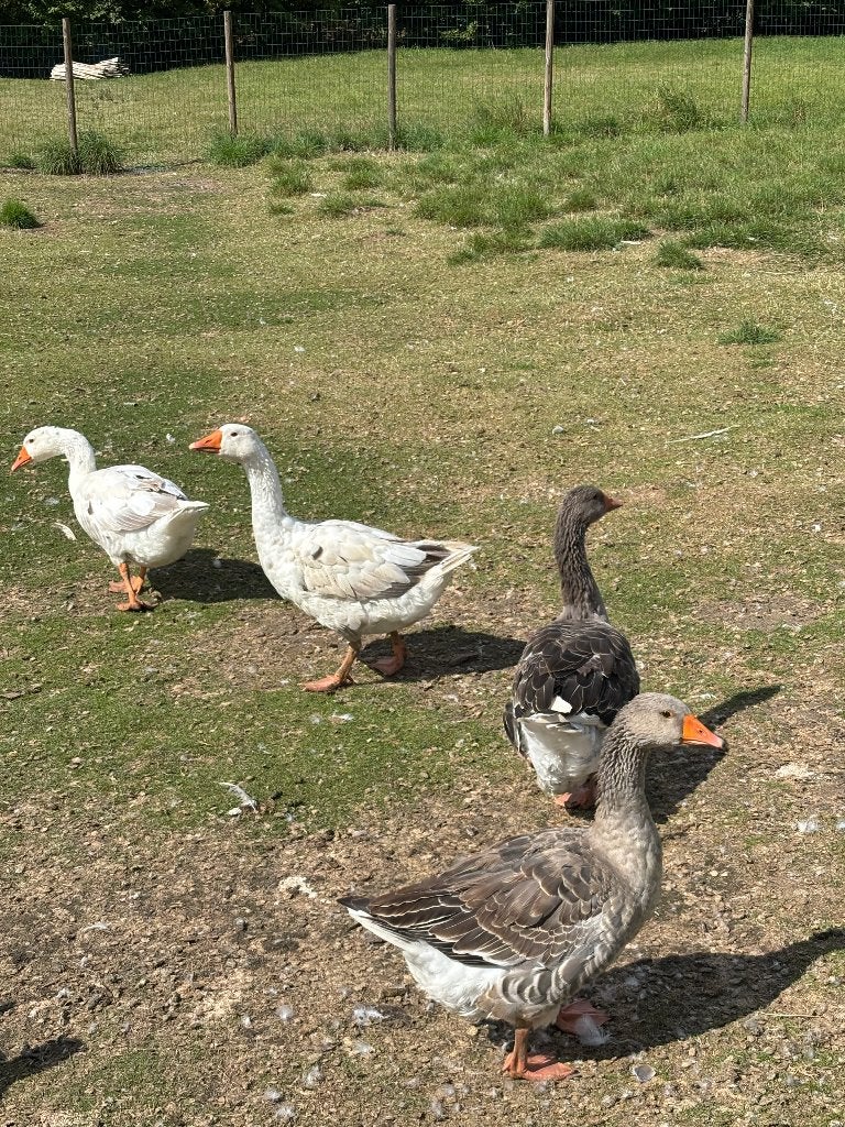 Oies 2026, Animaux & Accessoires, Enlèvement ou Envoi, Neuf