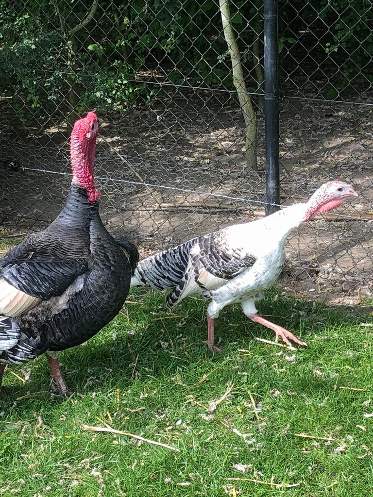Pluimvee, Dieren en Toebehoren, Pluimvee, Meerdere dieren, Kalkoen