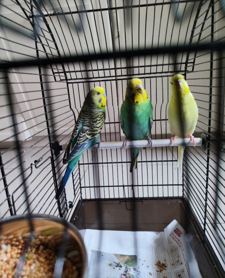 prachtige golvende parkieten te koop, Meerdere dieren, Parkiet