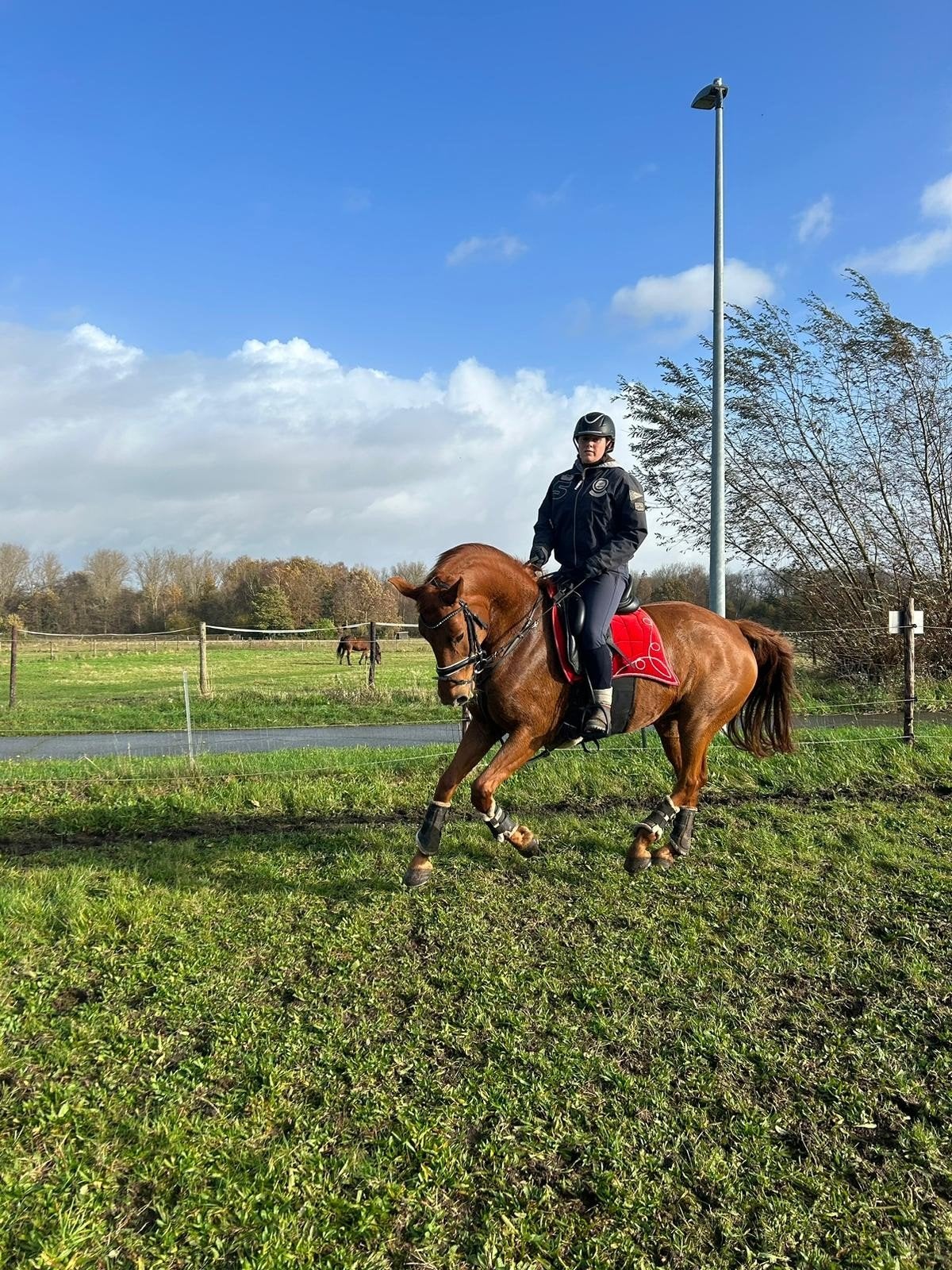 13 jarige dressuur merrie Fiderbach x argentinus, Cheval de dressage, 11 ans ou plus, M, 165 à 170 cm