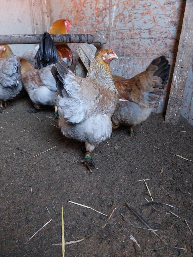 Broedeieren wyandotte brahma, Geslacht onbekend, Kip