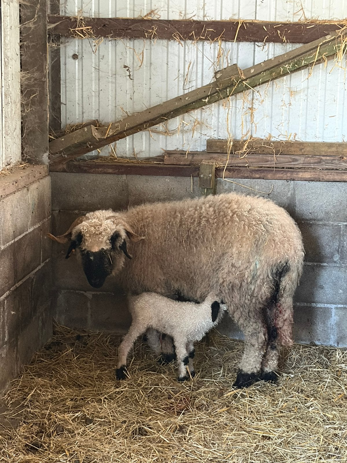 Walliser schwarzase, Dieren en Toebehoren, Schaap