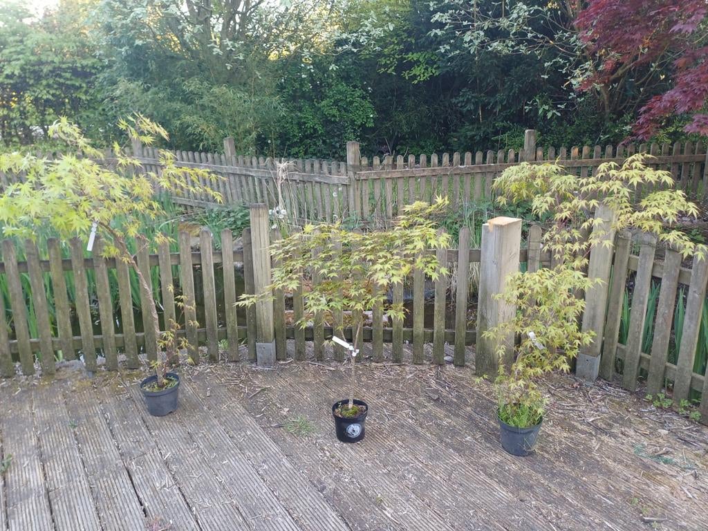 Lot van 3 Japanse Esdoorns, Tuin en Terras, Ophalen