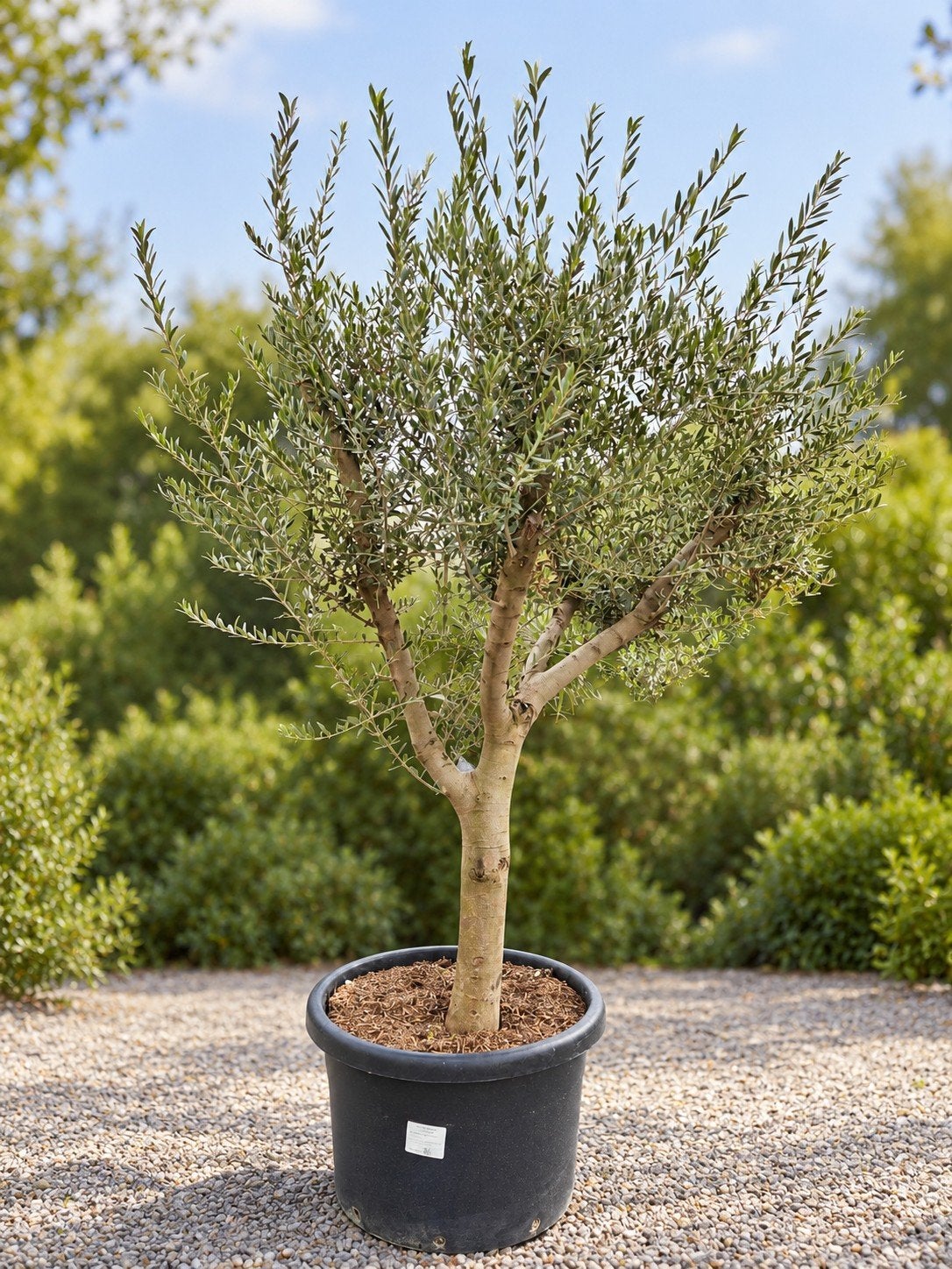 Mooi vertakte olijfboom Olea Europaea, Jardin & Terrasse, Enlèvement, Olivier