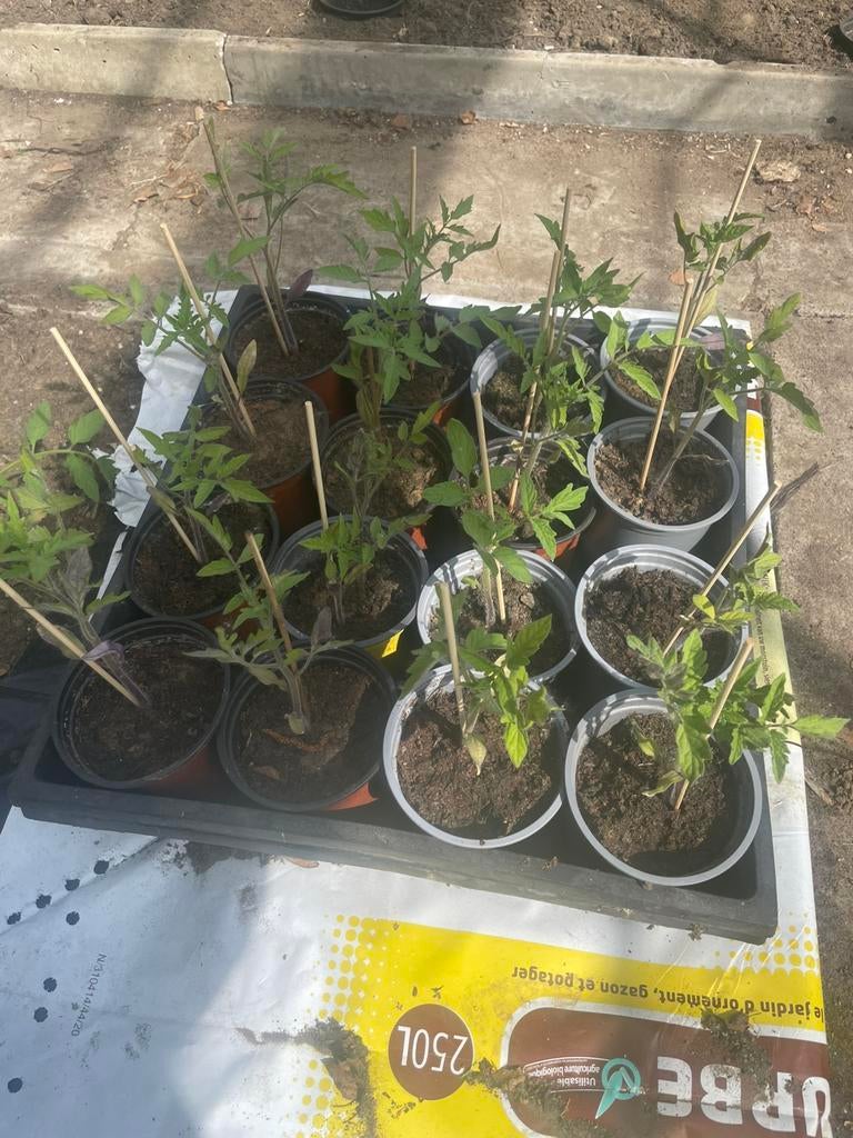tomatenplanten: Tros + Roma, Jardin & Terrasse, Plantes | Jardin, Annuelle, Plein soleil, Été, Enlèvement