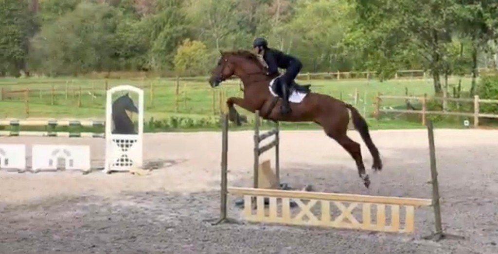 Heel brave, kwalitatieve springmerrie (5Y), Animaux & Accessoires, Chevaux, B, Avec pedigree, 160 à 165 cm, Cheval de saut