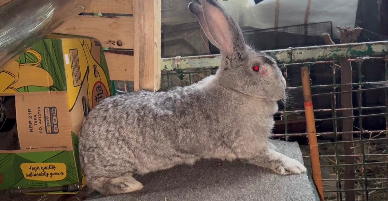 Vlaamse reus, Dieren en Toebehoren, Overige Dieren, September, Meerdere dieren