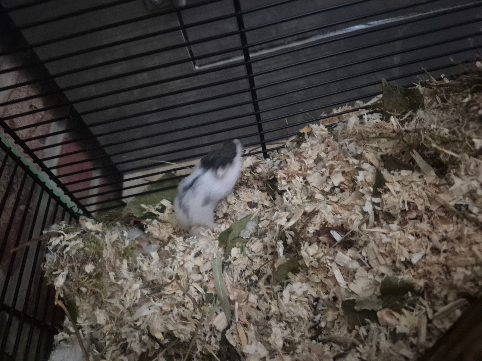 Dwerghamstertje, Juin, Sexe inconnu, Hamster