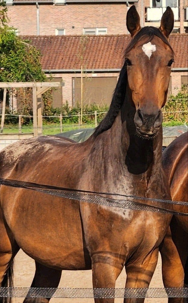 4jarige cote d'ore Z ruin te koop, Débourré, 165 à 170 cm, Cheval de saut, 3 à 6 ans