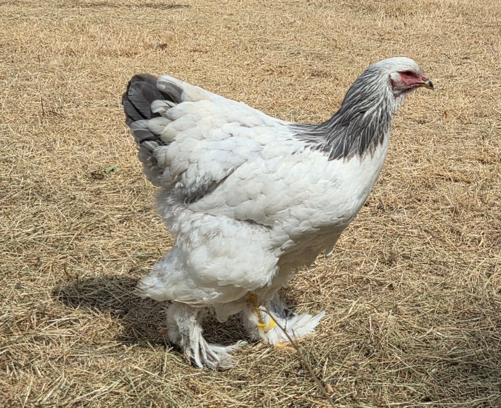 Brahma colombia/colombia blauw hennentjes, Dieren en Toebehoren, Vrouwelijk, Kip