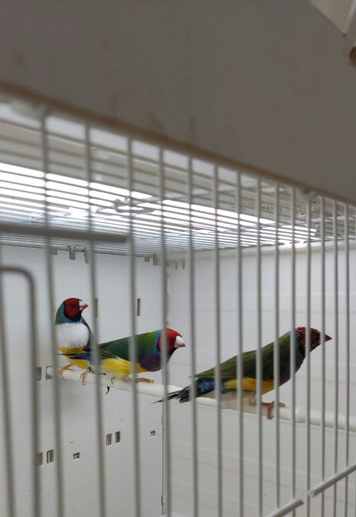 Gouldamandine, Meerdere dieren, Tropenvogel, Geringd
